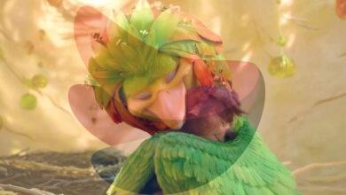 ‘Swapped’ trailer: Michael B. Jordan voices a woodland creature in Netflix’s animated buddy comedy