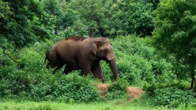केरल में जंगली हाथी ने 80 वर्षीय महिला को कुचला