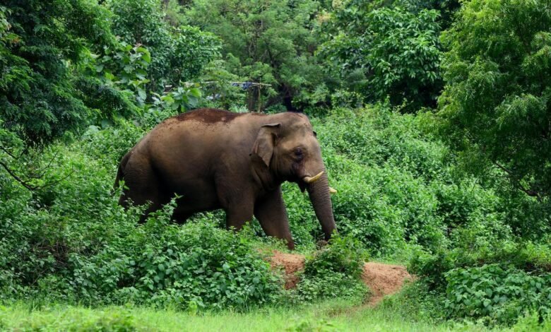 केरल में जंगली हाथी ने 80 वर्षीय महिला को कुचला