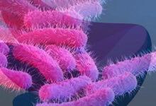 One more shigella death, seven fresh cases reported in Kerala