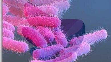 One more shigella death, seven fresh cases reported in Kerala