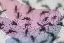 Brazil suspends dengue vaccine following two deaths