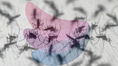 Brazil suspends dengue vaccine following two deaths