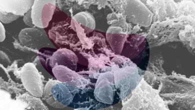 Diseases that changed history