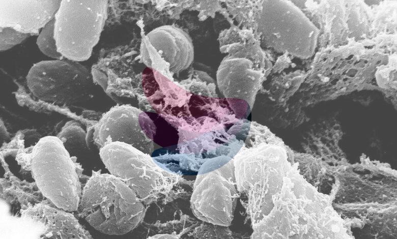 Diseases that changed history