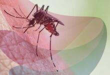 Mosquito menace in Tamil Nadu: Madras High Court orders State-wide survey to identify hotspots