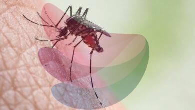 Mosquito menace in Tamil Nadu: Madras High Court orders State-wide survey to identify hotspots