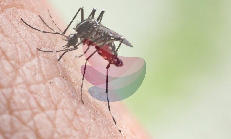 Mosquito menace in Tamil Nadu: Madras High Court orders State-wide survey to identify hotspots