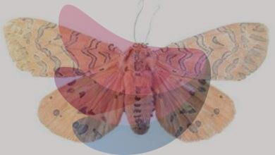 Discovery of new moth genus in Kerala’s Idukki highlights Western Ghats’ hidden biodiversity