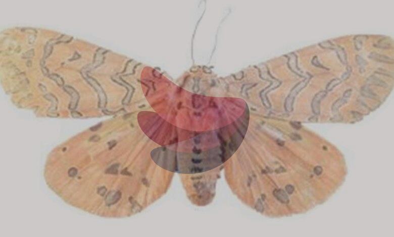 Discovery of new moth genus in Kerala’s Idukki highlights Western Ghats’ hidden biodiversity