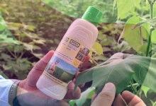 Nano urea and public health: why India must proceed with caution