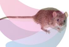 Aerobic exercise creates a muscle protein that boosts mouse memory
