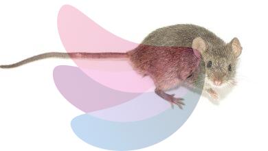 Aerobic exercise creates a muscle protein that boosts mouse memory