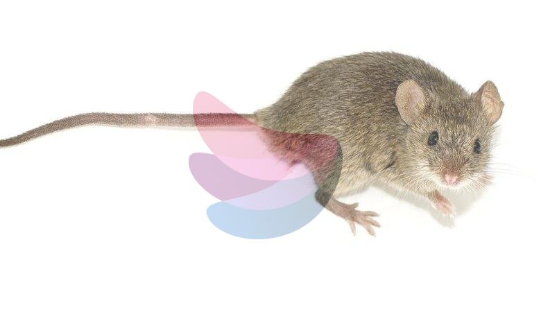 Aerobic exercise creates a muscle protein that boosts mouse memory