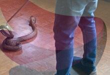 Kerala rolls out action plan to combat snakebite deaths