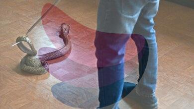 Kerala rolls out action plan to combat snakebite deaths