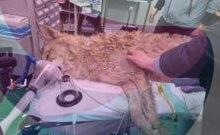 South Korea's runaway wolf finally captured after nine-day search