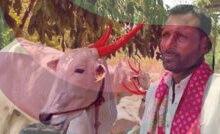 महाराष्ट्र में गाय-बैल खरीदना आसान पर घर ले जाना बना चुनौती, क़ानून और गोरक्षकों का डर