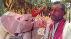 महाराष्ट्र में गाय-बैल खरीदना आसान पर घर ले जाना बना चुनौती, क़ानून और गोरक्षकों का डर