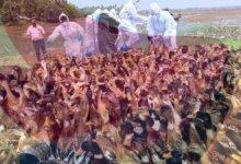 Bird flu outbreak confirmed in Kottayam district