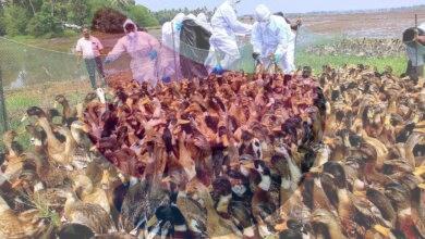 Bird flu outbreak confirmed in Kottayam district