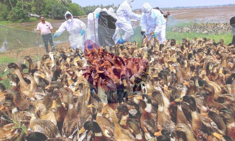 Bird flu outbreak confirmed in Kottayam district