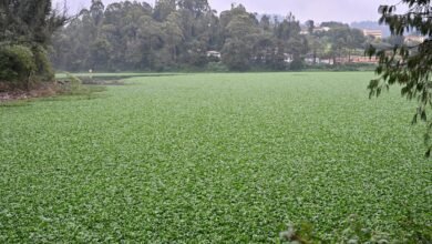 दो वर्षों से कम में ऊटी झील पर जलकुंभी का कब्जा, सफाई व्यर्थ साबित