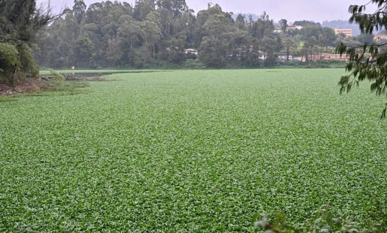 दो वर्षों से कम में ऊटी झील पर जलकुंभी का कब्जा, सफाई व्यर्थ साबित