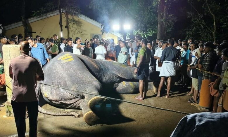 केरल में बिजली गिरने से मृत हाथी पलट्टु ब्रह्मदत्तन का दाह संस्कार