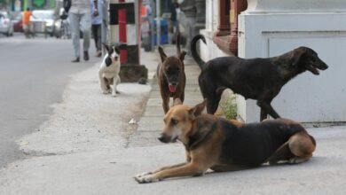 भारत में रेबीज मृत्यु आंकड़ों में बड़ी दूरियां क्यों